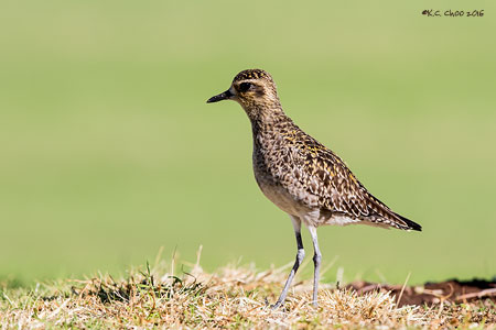 Pacific Golden Plover