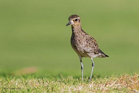 Pacific Golden Plover