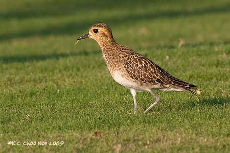 Pacific Golden Plover