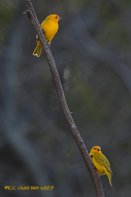 Saffron Finch