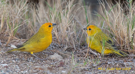 Saffron Finch
