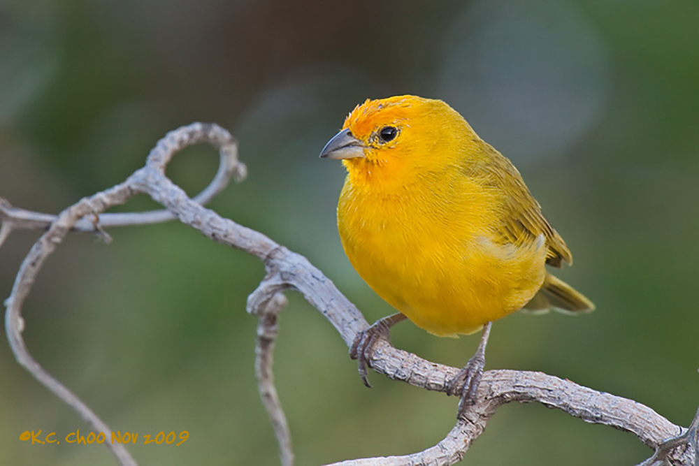 Saffron Finch