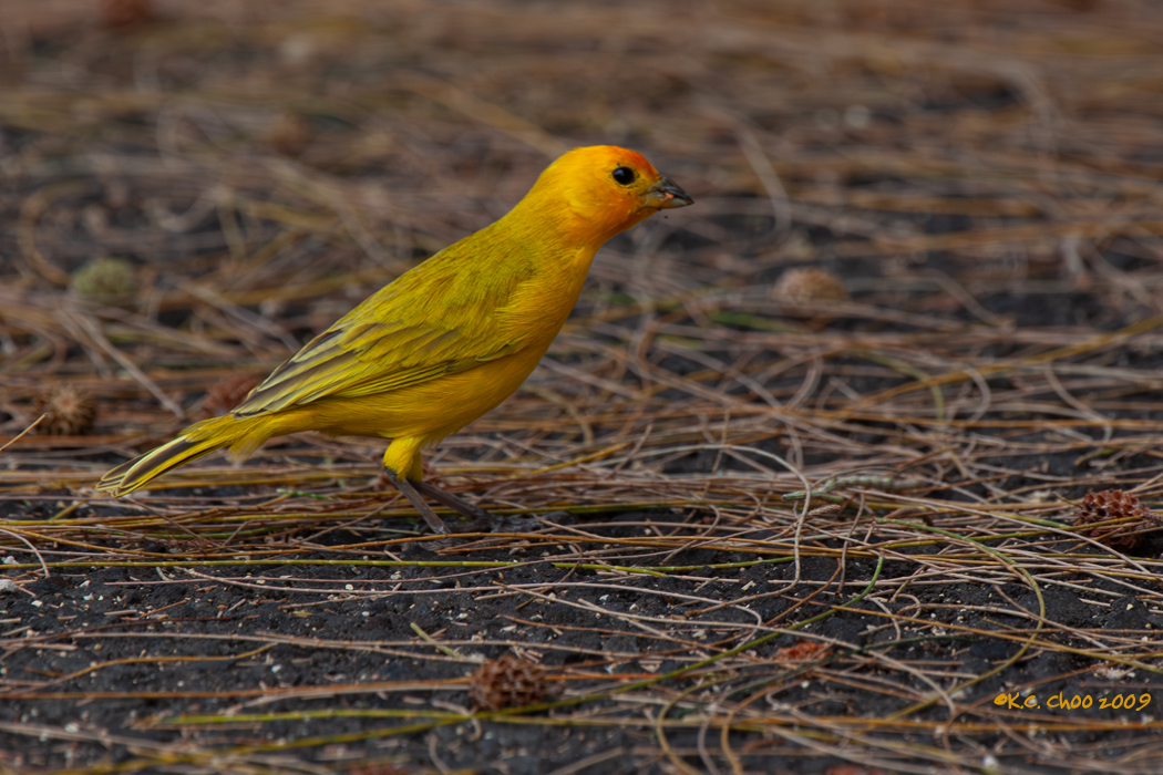 Saffron Finch