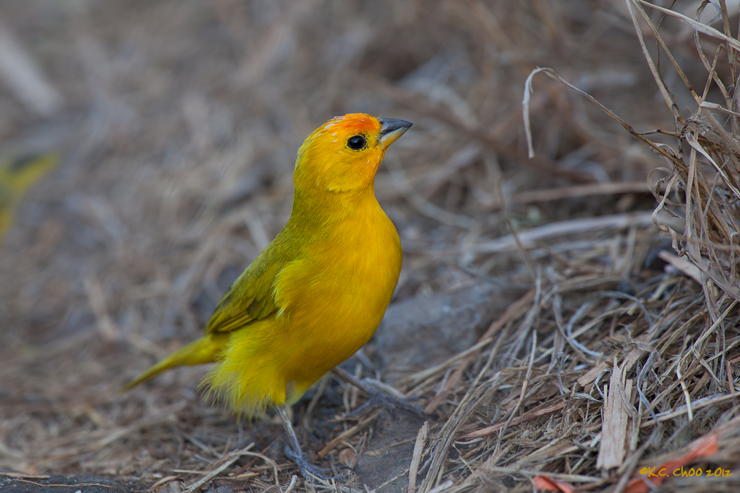 Saffron Finch