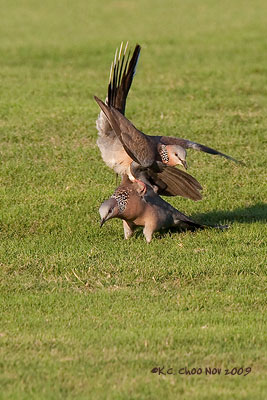 Spotted Dove