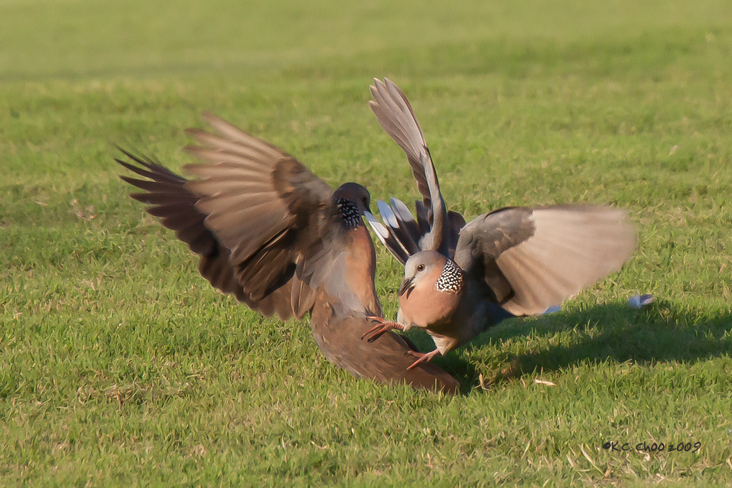 Spotted Dove