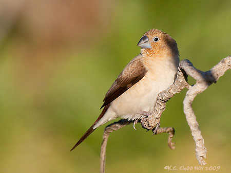 Warbling Silverbill