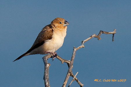 Warbling Silverbill