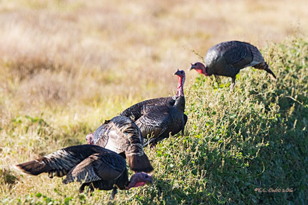 Wild Turkey