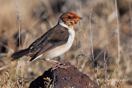 Yellow-billed Cardinal