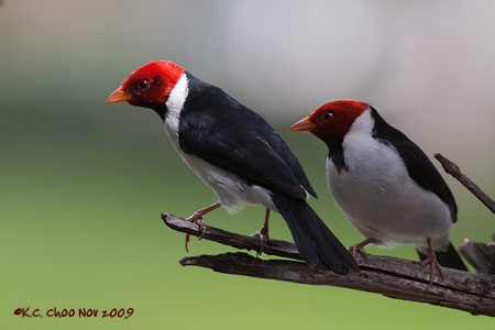 Yellow-billed Cardinal