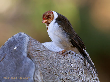 Yellow-billed Cardinal