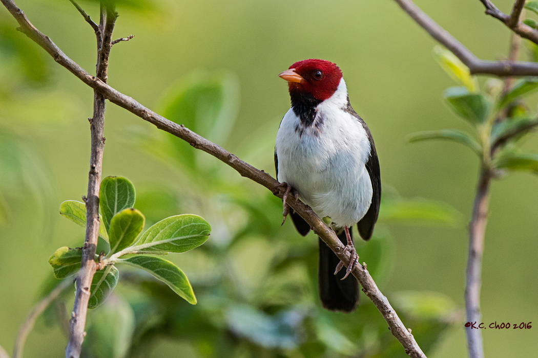 Yellow-billed Cardinal