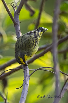 Yellow-fronted Canary