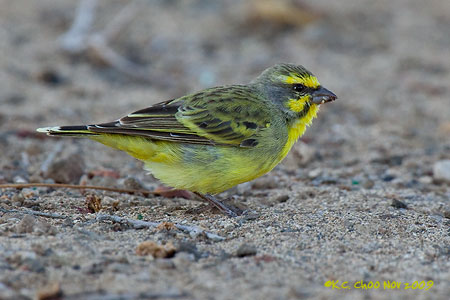 Yellow-fronted Canary