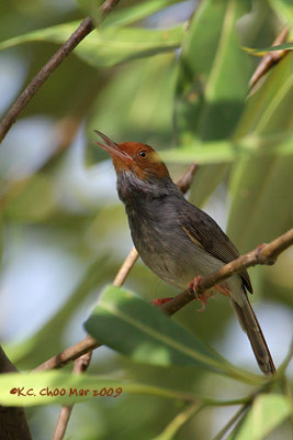 Ashy Tailorbird