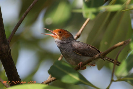 Ashy Tailorbird