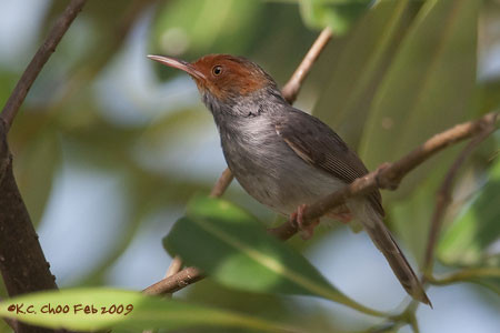 Ashy Tailorbird