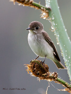 Asian Brown Flycatcher