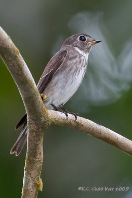 Asian Brown Flycatcher