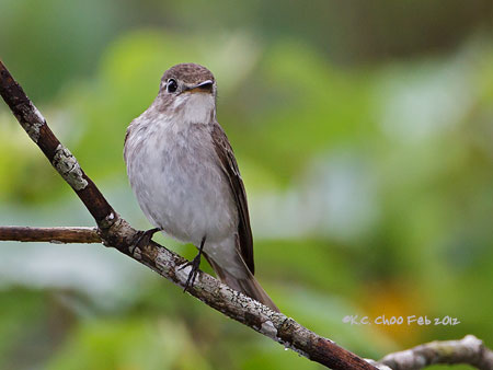Asian Brown Flycatcher