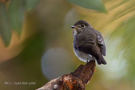 Asian Brown Flycatcher