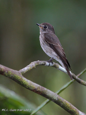 Asian Brown Flycatcher