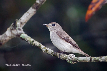 Asian Brown Flycatcher