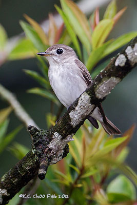 Asian Brown Flycatcher