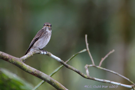 Asian Brown Flycatcher