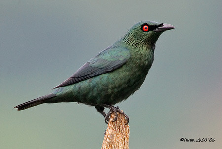 Asian Glossy Starling