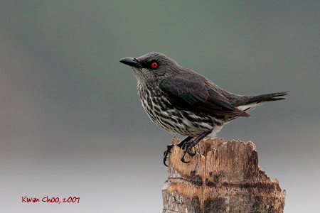 Asian Glossy Starling