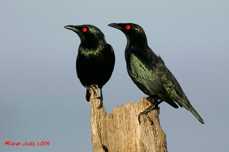 Asian Glossy Starling