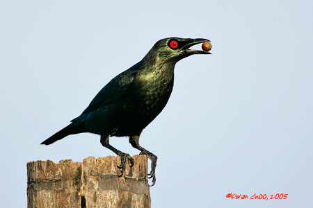 Asian Glossy Starling