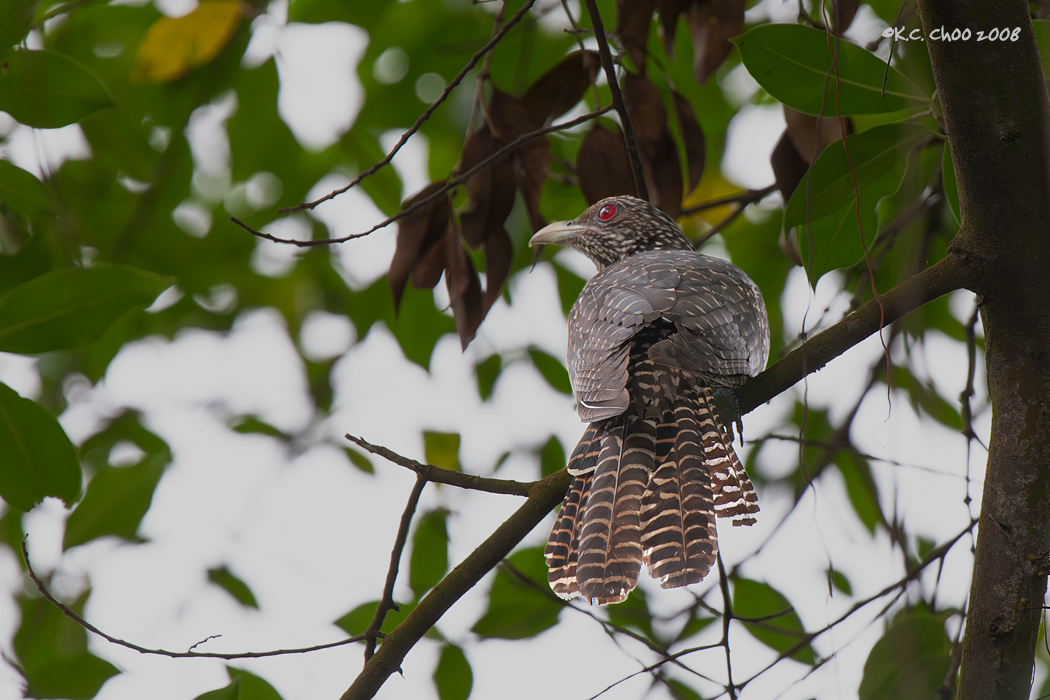 Asian Koel