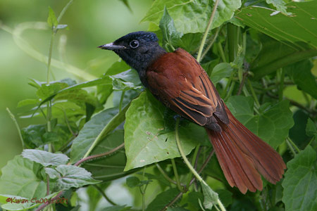 Asian Paradise Flycatcher