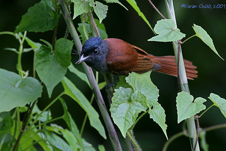 Asian Paradise Flycatcher