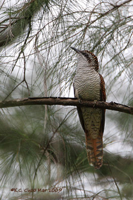 Banded Bay Cuckoo
