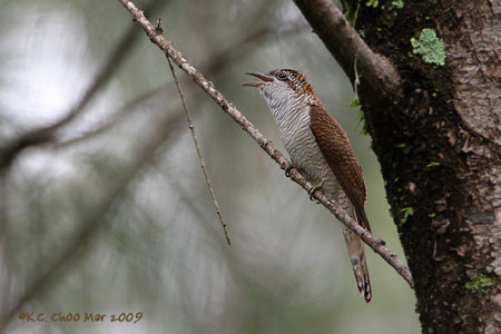 Banded Bay Cuckoo