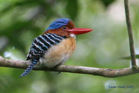 Banded Kingfisher
