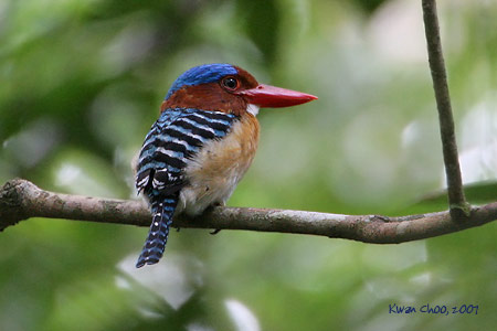 Banded Kingfisher