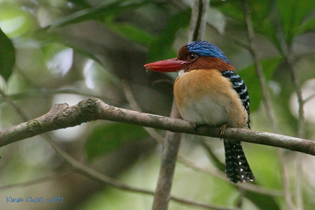 Banded Kingfisher