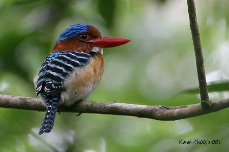 Banded Kingfisher