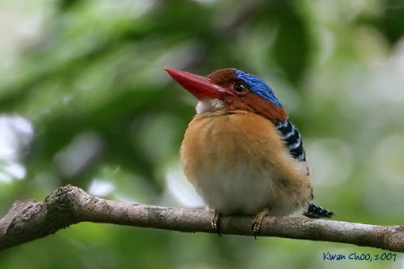 Banded Kingfisher