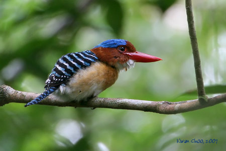 Banded Kingfisher