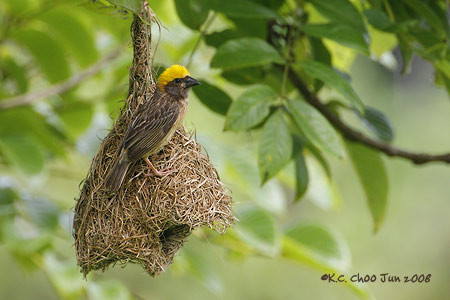 Baya Weaver