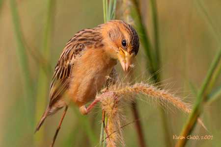 Baya Weaver