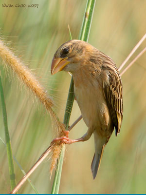 Baya Weaver