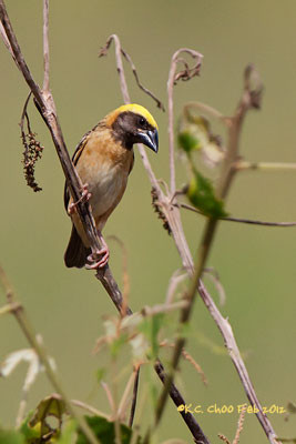 Baya Weaver