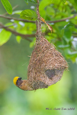 Baya Weaver